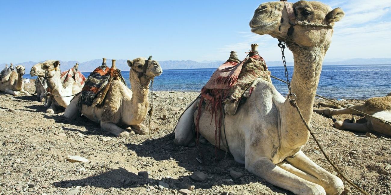Croaziera: Pe urmele faraonilor  Hurghada 
