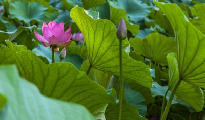 Imagine pentru Hotel Poienita 3* valabile pentru Balneo