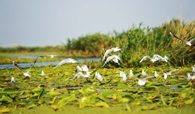 Imagine pentru New Hotel Egreta 4* valabile pentru Delta Dunarii 2025