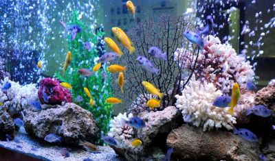 Imagine pentru Hotel Sealife Family Resort 5* valabile pentru Litoral 2023