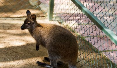 Imagine pentru Hotel Bellis Deluxe 5*  valabile pentru Paste  2026