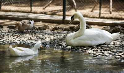 Imagine pentru Hotel Bellis Deluxe 5*  valabile pentru Paste  2026